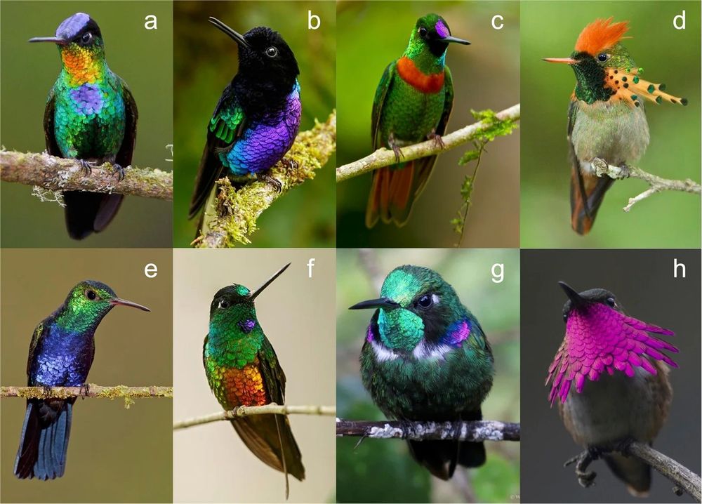 8 photos of hummingbirds, all displaying spectacular rainbow plumage on their tiny bodies. First row Bird A in upper left corner has a violet head & spot on its chest, surrounded by emerald chest feathers, orange & yellow flame-colored throat patch above the violet spot. Bird b, continuing to the right, has a deep velvety black head & shoulder, w/a contrasting, shockingly bright breast of turquoise & violet feathers. A tiny patch of bright green adorns the flight feathers on its wing. Bird c is yellow-green almost like a parrot, w/ bright safety orange collar feathers & a spot of magenta-violet just at the base of its beak. The feathers on the underside of its tail are a softer orange than its collar. Bird d has an almost neutral breast, but its head is truly flamboyant, w/ a deep green throat, bright green top of head, a shock of orange mohawk on top, & cheek feathers that flare wide in orange with peacock-like eyes on the ends in iridescence. No room to describe 2nd row :(