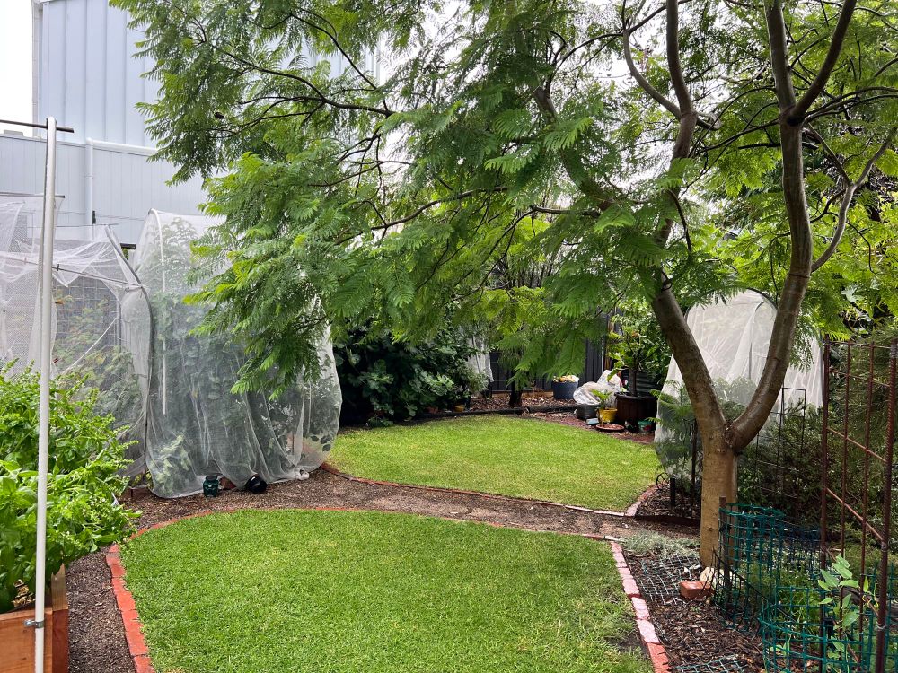 A small garden lawn  with trees around it looks neat and a fresh green colour after the thunderstorm. 