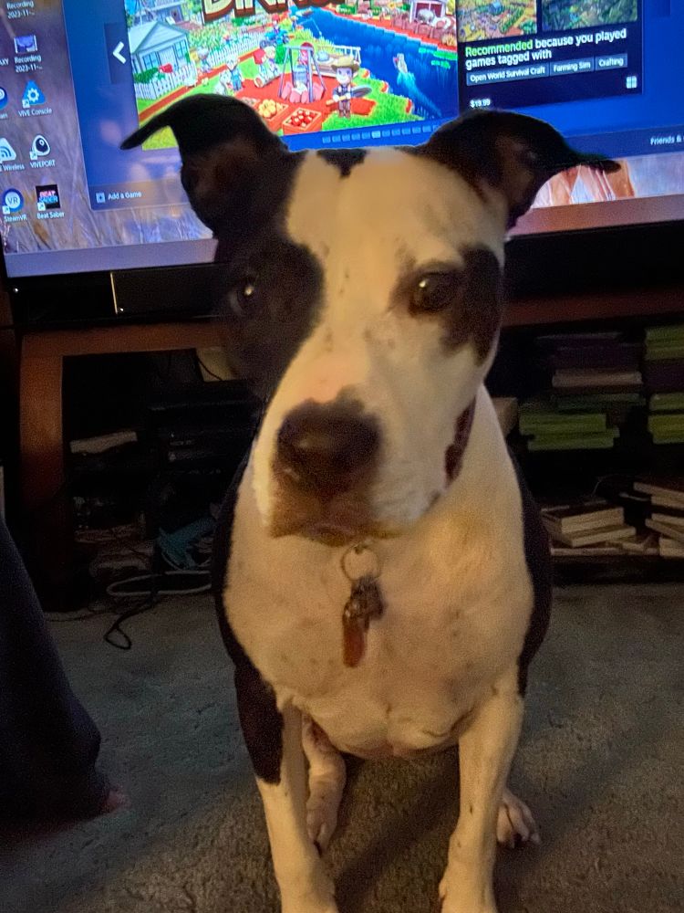 Black and white pit bull with ears up stands in front of the camera looking polite and with full attention