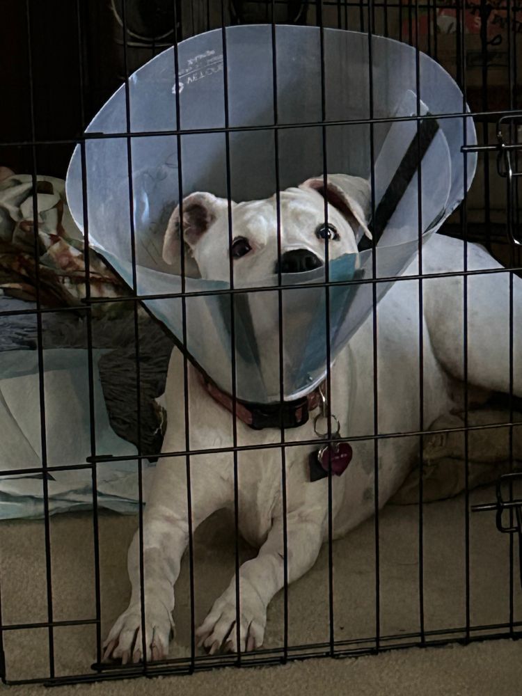 A white pit bull lays in a crate open cage with a giant cone around her head, looking up in curiosity and also horror probably because she hates the cone 