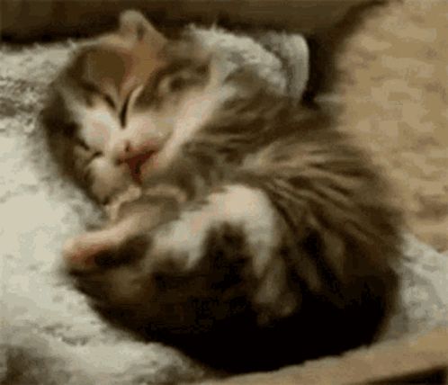 a couple of kittens are sleeping next to each other on a pillow .