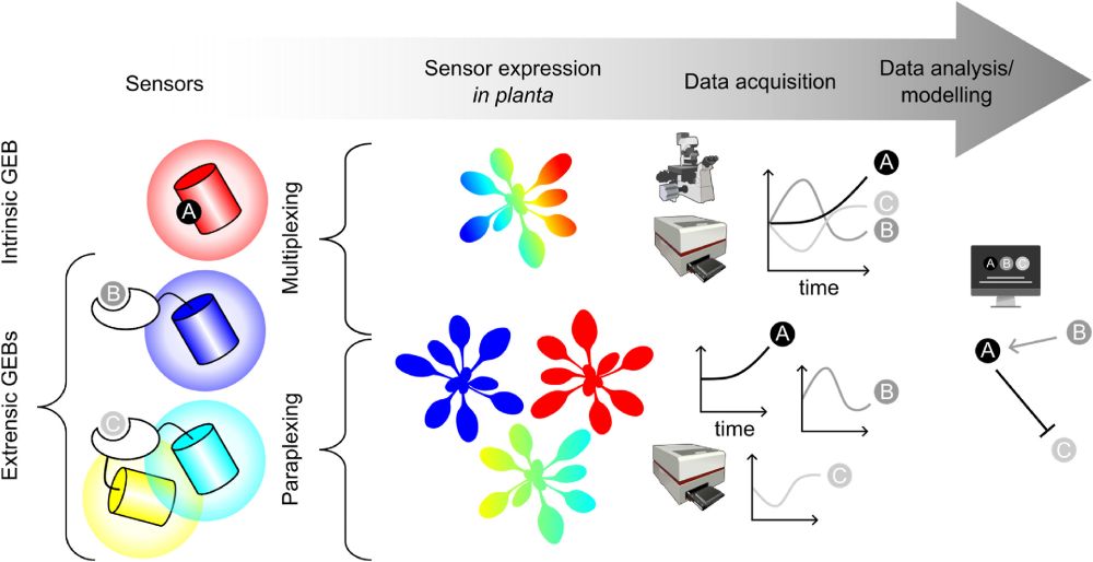 Scheme how genetically encoded biosensors can shine light on plant metabolism. Intrinsic sensors bind their analyte directly, extrensic sensors require a sensing domain fused to one, or more, fluorescent proteins. In paraplexing experiments, multiple sensors are individually expressed in plants and their responses are recorded in parallel. In multiplexing experiments, two or more sensors with non-overlapping excitation and emission spectra are expressed in the same plant. Sensor responses, either recorded in paraplexing or multiplexing experiments over time and through appropriate instruments, such as fluorescence microscopes or plate readers, can be used to create increasingly complex metabolic networks.