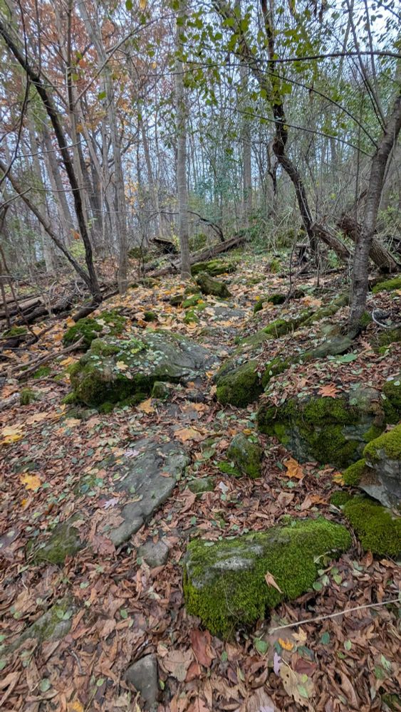 Moss-covered rocks emerge from drifts of fallen leaves, needing careful foot placement to make your way along this section of forested trail