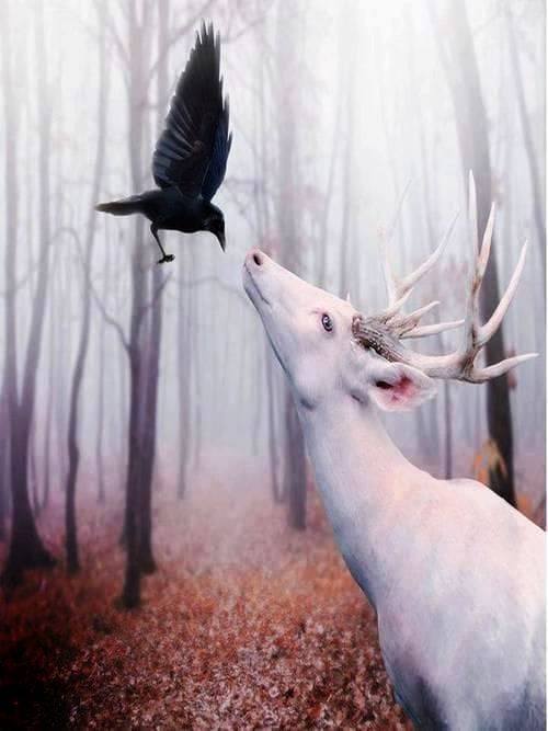 A dreamlike image of a raven and a white stag coming nose to nose with each other in a misty autumn forest.
