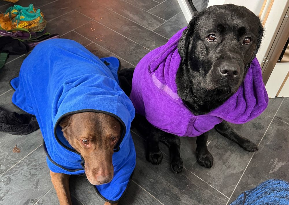 2 extra large labradors wearing coats. One old one young, one brown one black, one boy one girl, one mix one pure, 2 best dogs ever 