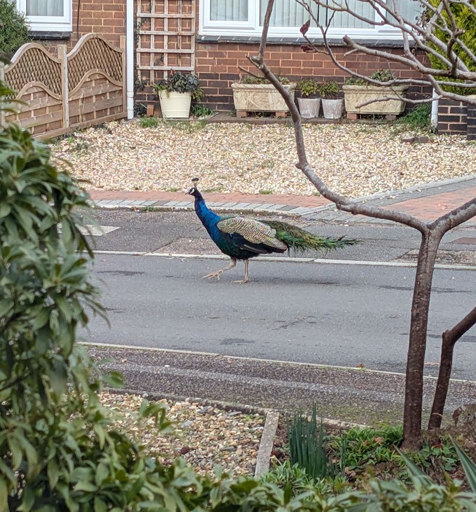 Peacock walking past the house in the middle of the road 