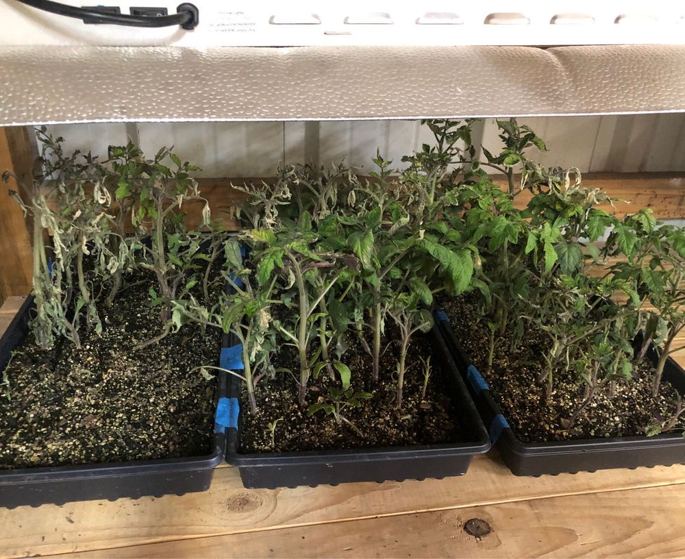 Sad and wilted young tomato plants under a grow light with immense cold damage. 