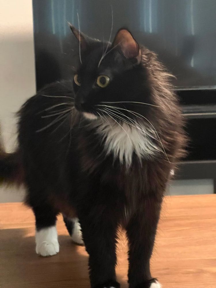 A black cat with a white bib and long whiskers standing in a noble pose