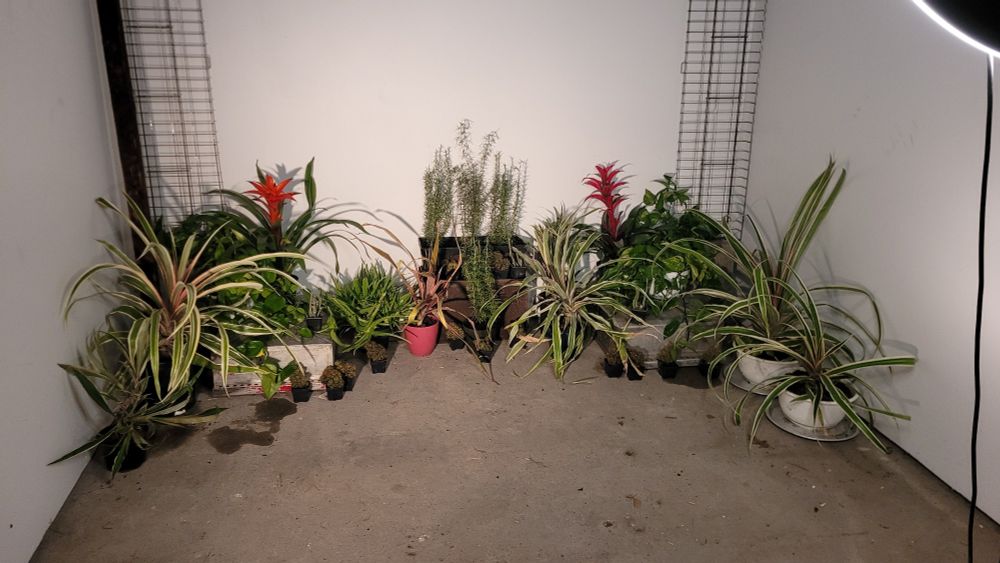 Various plants being prepped to be turned into a TV garden