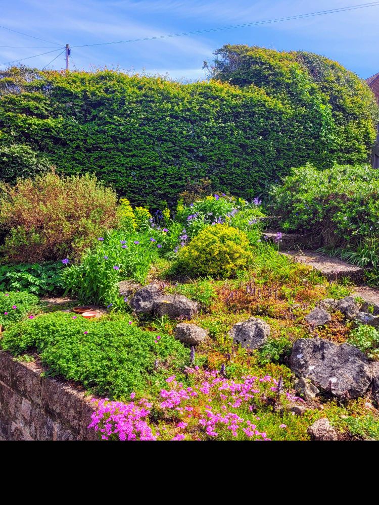 Bluebells. Sunshine. English garden. 