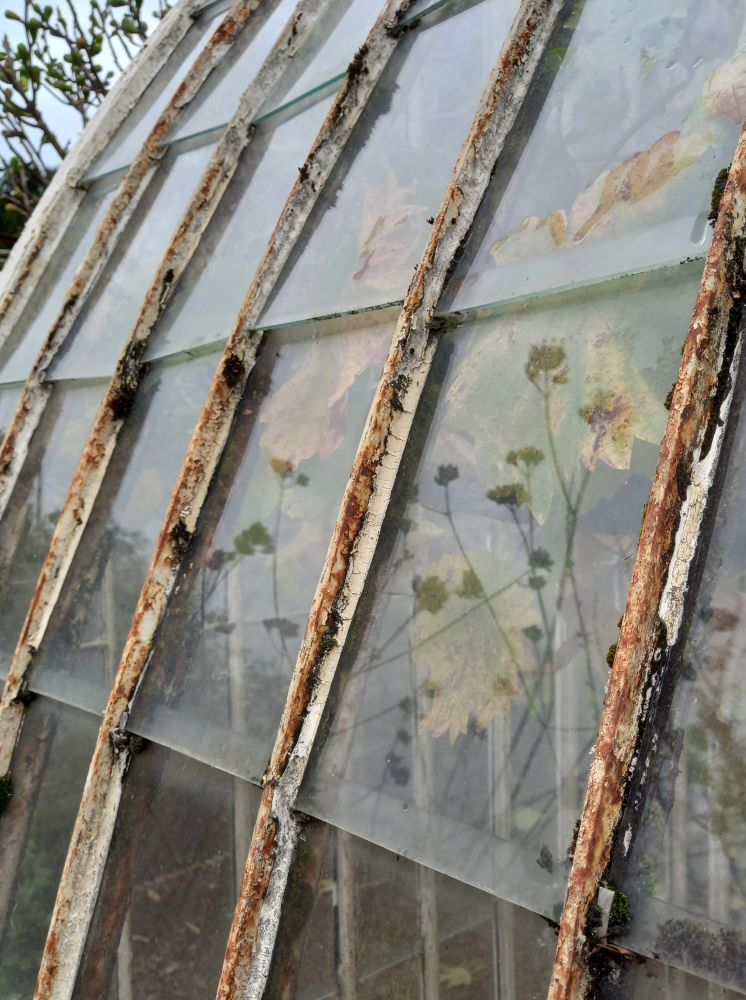 Photo of greenhouse windows from the outside, the white metal structure is rusty and the glass panes are reflecting the cloudy sky and verbena flowers while inside yellowing grape leaves are barely visible.  