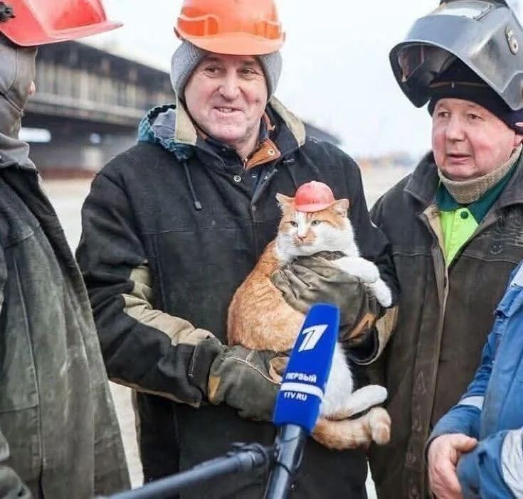 A construction worker cat in a tiny construction worker hat being interviewed about that.