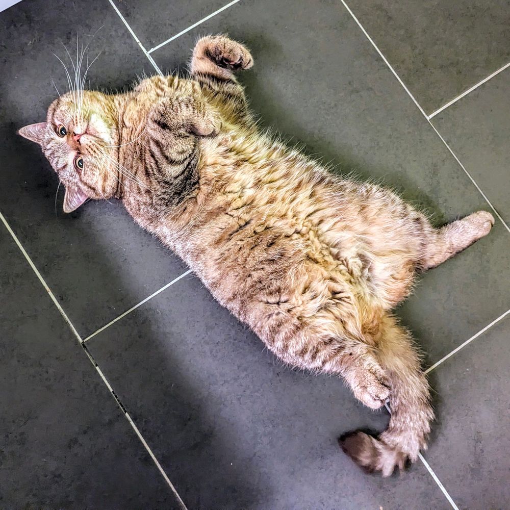 Bertie the cat on the floor offering his luxurious belly fur as part of some elaborate scheme to destroy my hands.