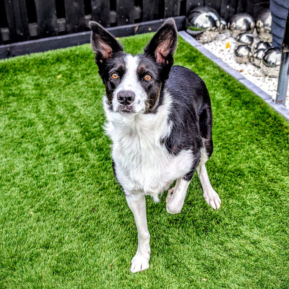 Penny, a shorthaired Border collie.
