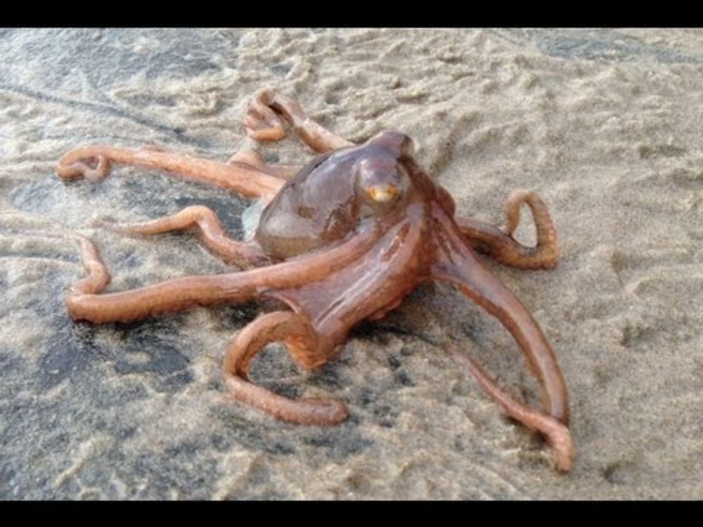 Little Octopus Climbing Over Rock - Parry Gripp