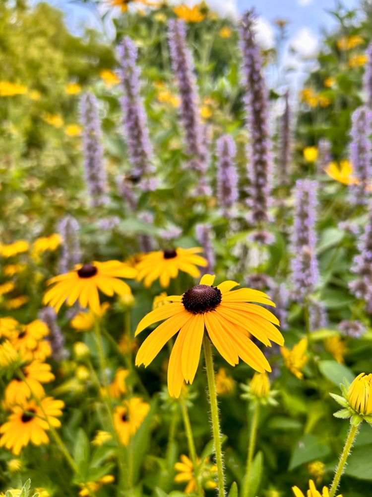 Closeup of yellow black eyed Susan native flowers in the garden