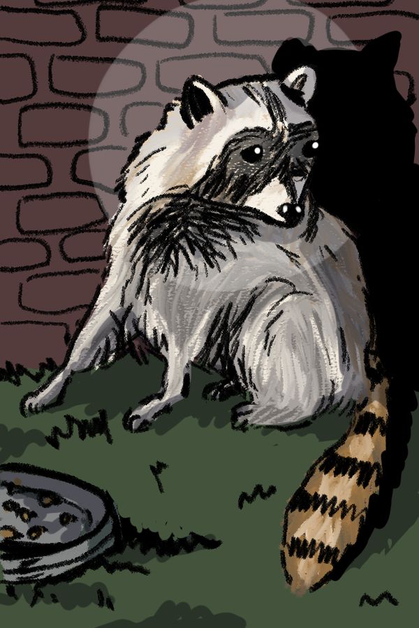 A cartoon of a raccoon sat next to a wall surprised by a searchlight whilst eating a plate of someone else's food
