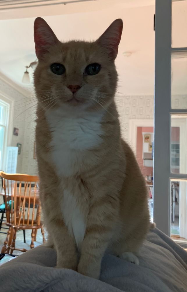 Orange and white kitty