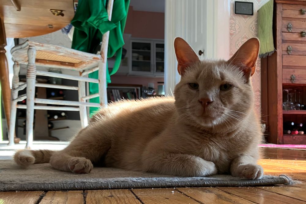 Orange cat laying on a rug