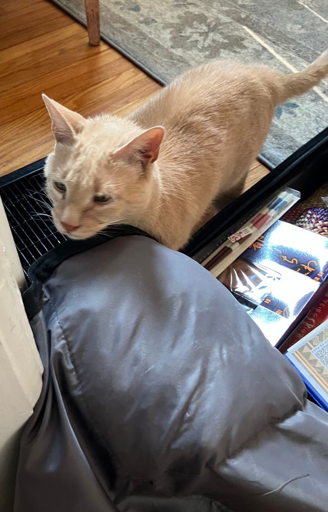 Orange cat sniffing suitcase