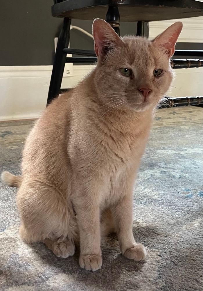 Orange at sitting on carpet under table 