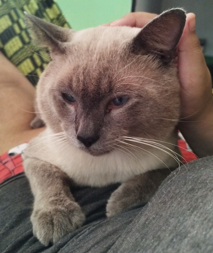 Um gatinho semi-siamês com carinha de sono deitado no meu colo enquanto recebe carinho na cabeça