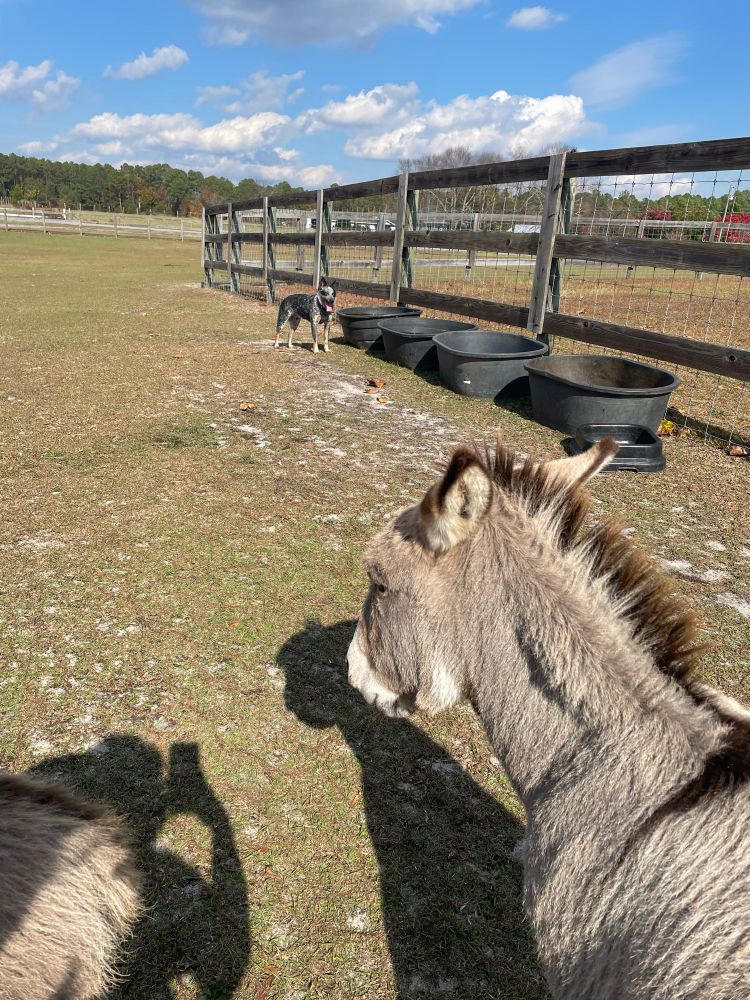 A donkey is glaring at a blue heeler standing near black water tanks 