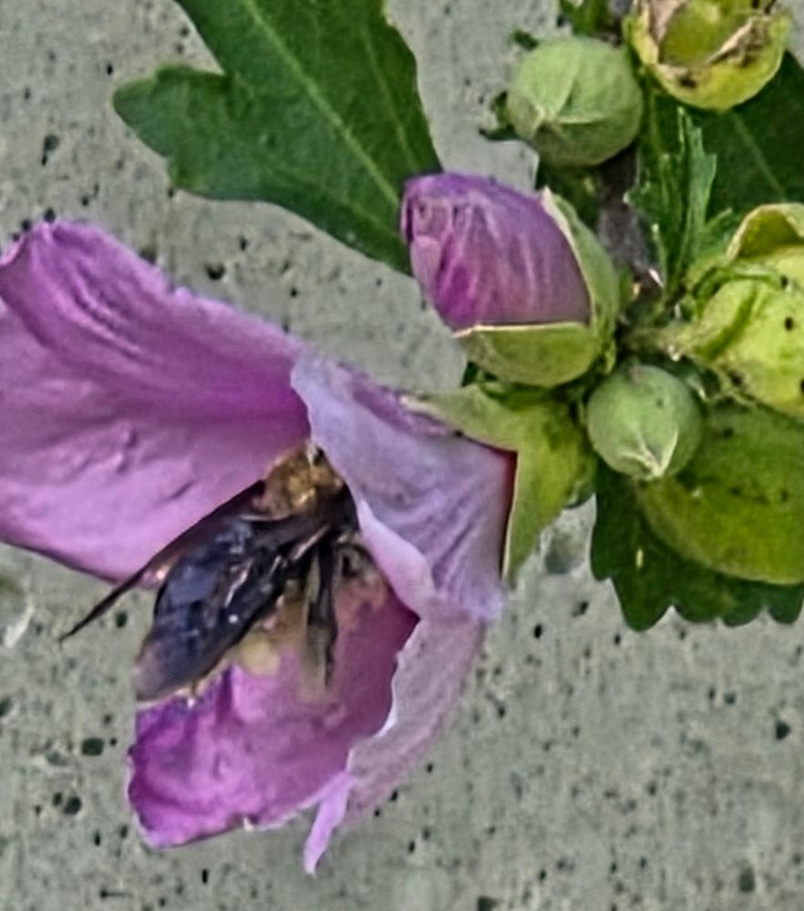 Pollen covered bumble in the Rose of Sharon flowers.