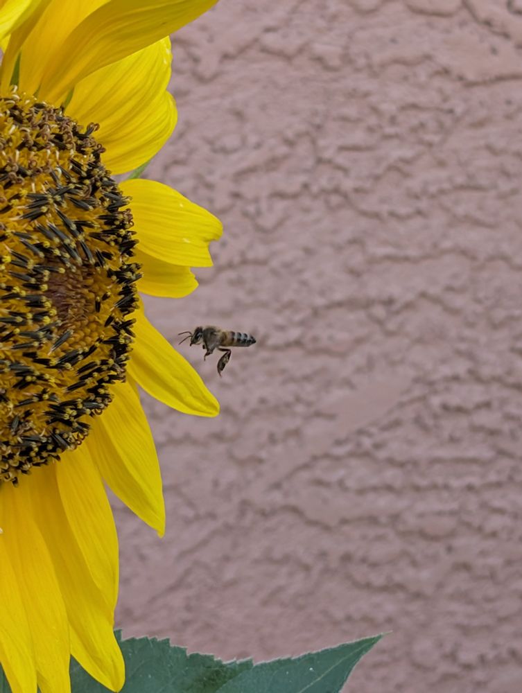 A honey bee sneaking up to pollinate a sunflower