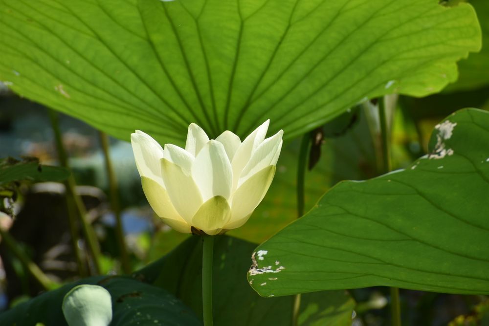 A beautiful water lily bloom