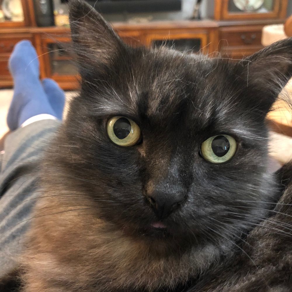 Smoky black cat in my lap showing a tiny tongue tip