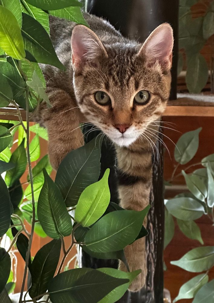 Striped housecat with bottle-green eyes, a white muzzle and very short hair peering out from the green leaves of a jungle cat tree.