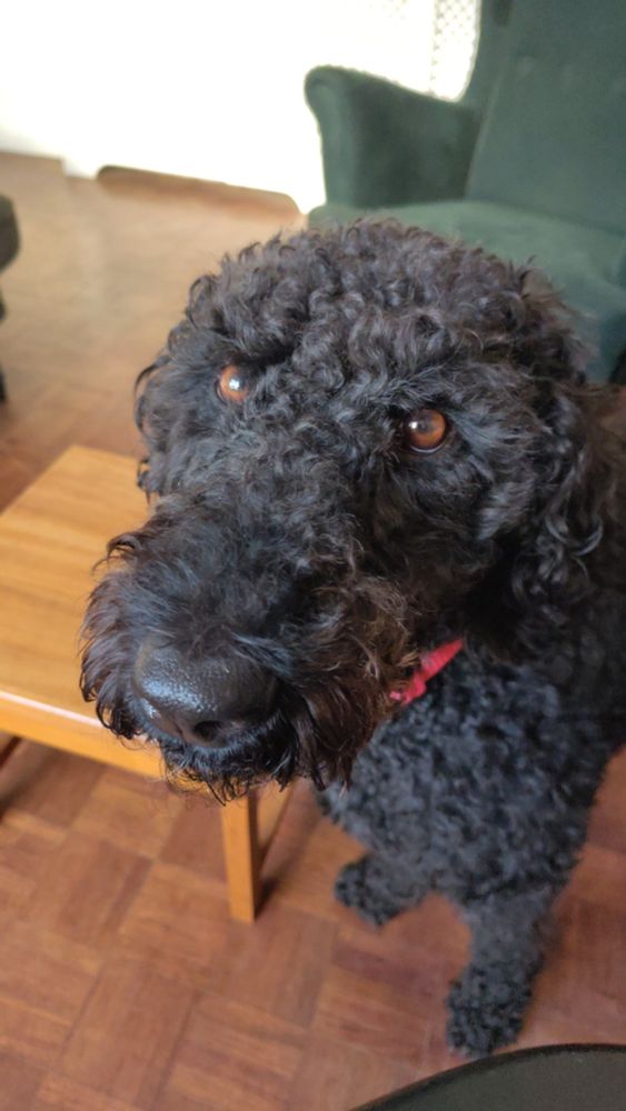 A black poodle retriever looking hopeful as there might be food coming 