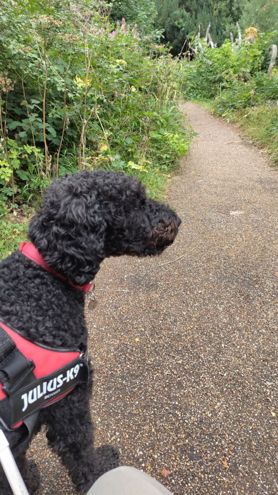 Black goldendoodle walking on a country path 