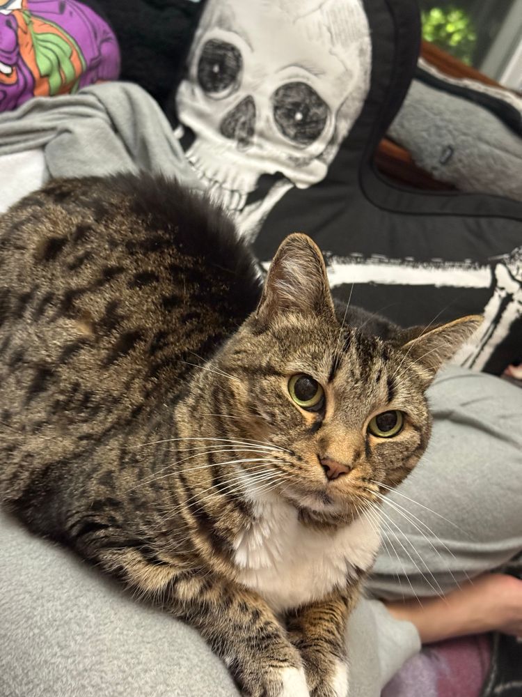 A spotted tabby sitting on a lap refusing to look the person holding her and trying to take her photo (me, in a shark onsie)