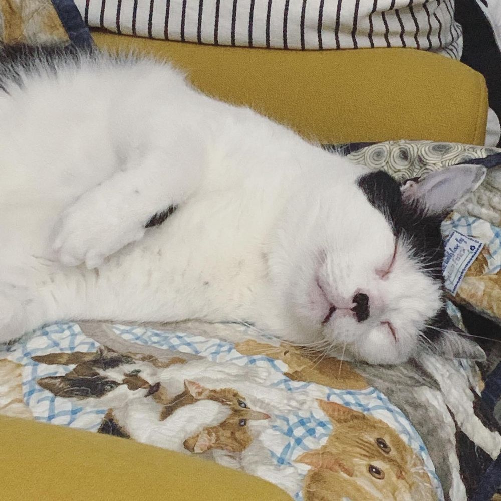 A large, black and white cat sound asleep in his chair which is covered with a cat blanket because it is his chair