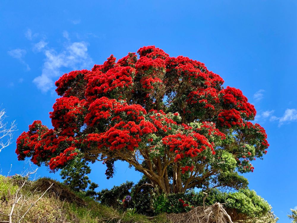Pōhutukawa laden with red blossom against a blue sky