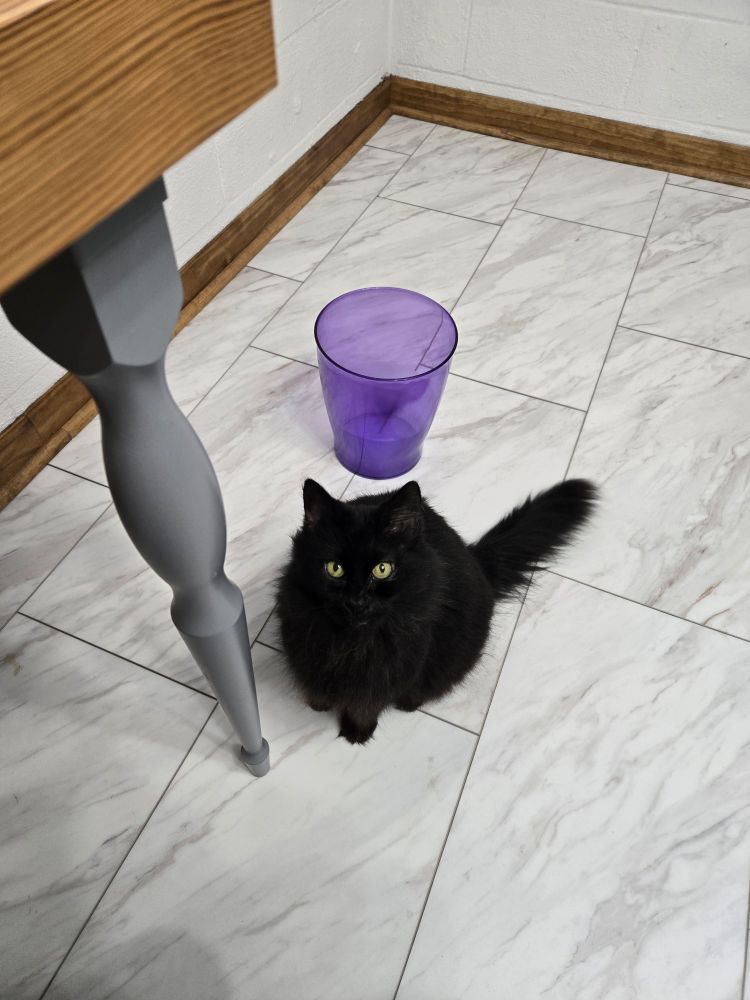 A black cat with longish fur and yellow eyes sits next to the leg of a desk, with a purple plastic trash can behind her. 