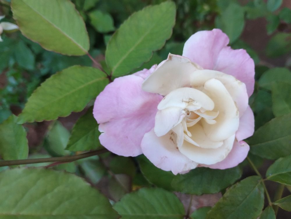 Outra rosa rosa-chá