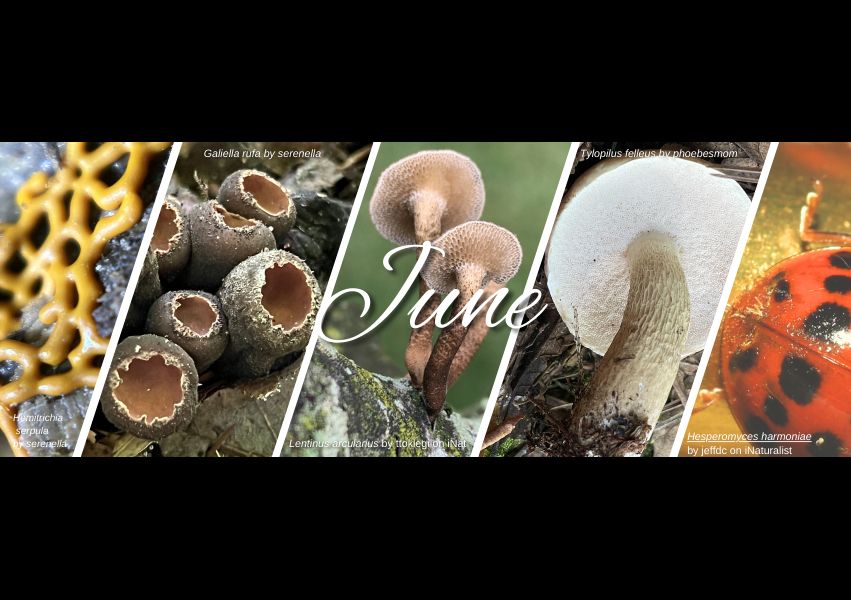 A collage of five photographs featuring fungi, with the word June overlaid in the center.