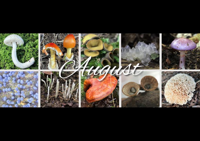 The word August is superimposed on colorful photographs of mushrooms.