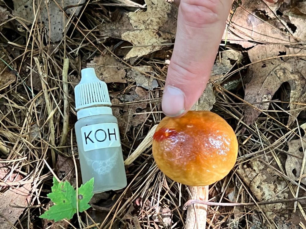 A brown-capped mushroom being tested with a chemical.