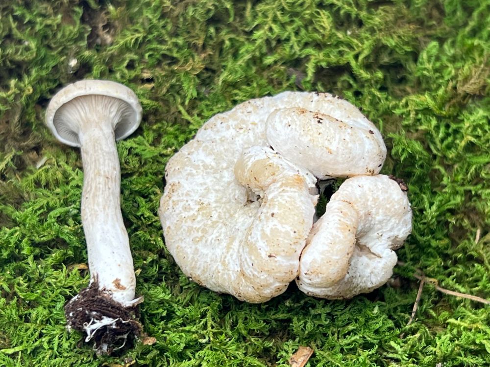Mushrooms against a field of moss.