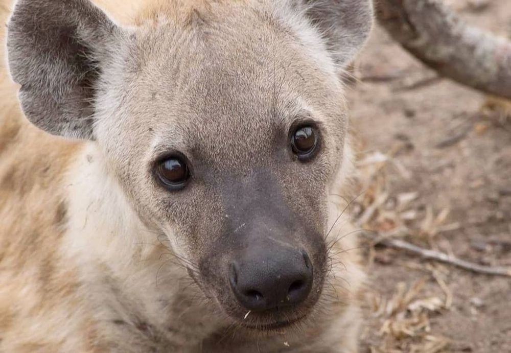 A spotted hyena looking directly into the camera.