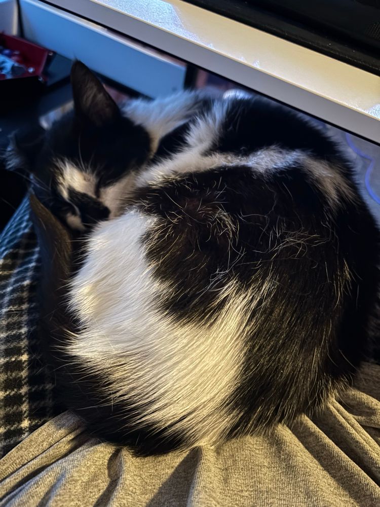 Black and white cat curled up asleep in a lap
