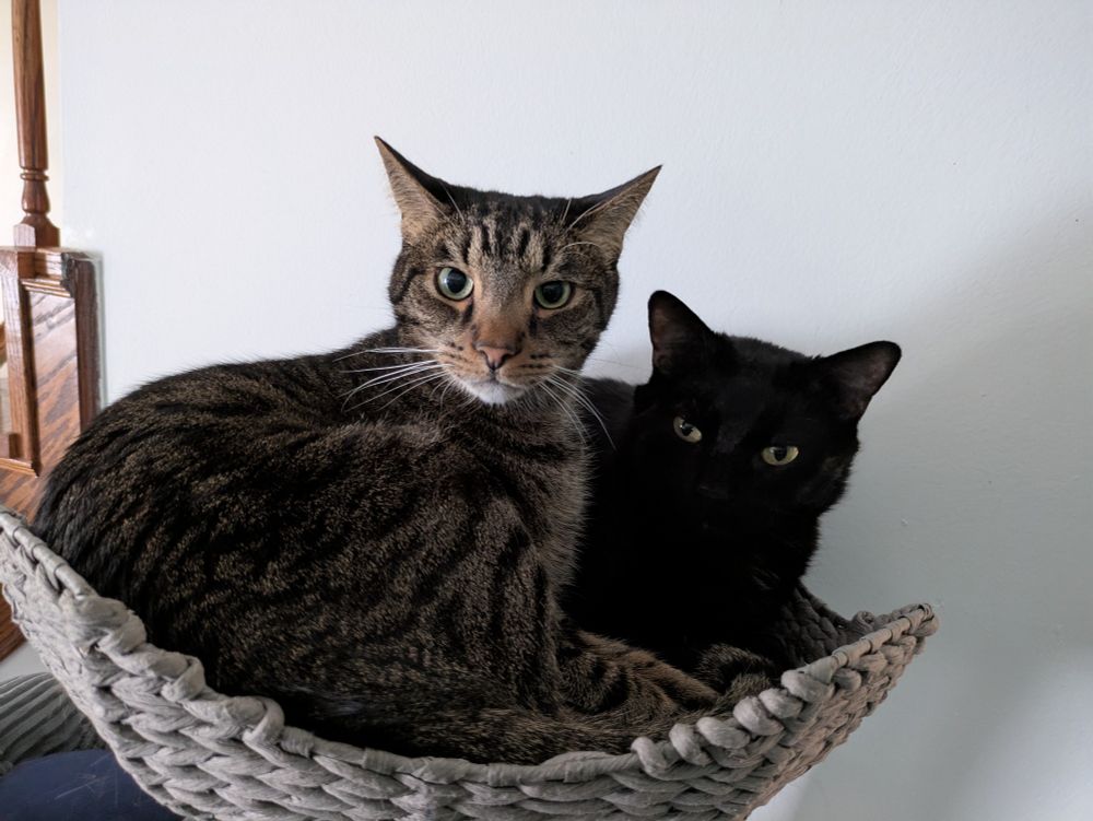 Two cats in a cat tree. The one on the left is a brown tabby named Baby Chicken Nugget, while the one on the right is a solid black named Karna. Both are staring at the camera.