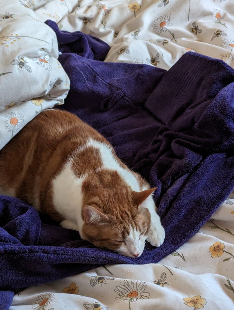 Eli the orange and white cat is asleep, lying of a purple dressing gown on top of a throw which is patterned with daisies and bees. 