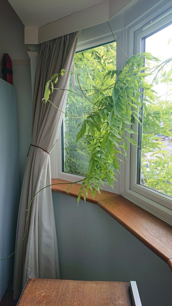 Picture of a bedroom interior with firmly shut double glazed window through which a seven foot tendril of wisteria has somehow invaded like a fucking triffid. 