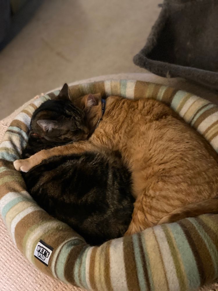Two cat brothers sleeping together, one brown brother and one orange brother. The orange brother has his arm around the brown brother 