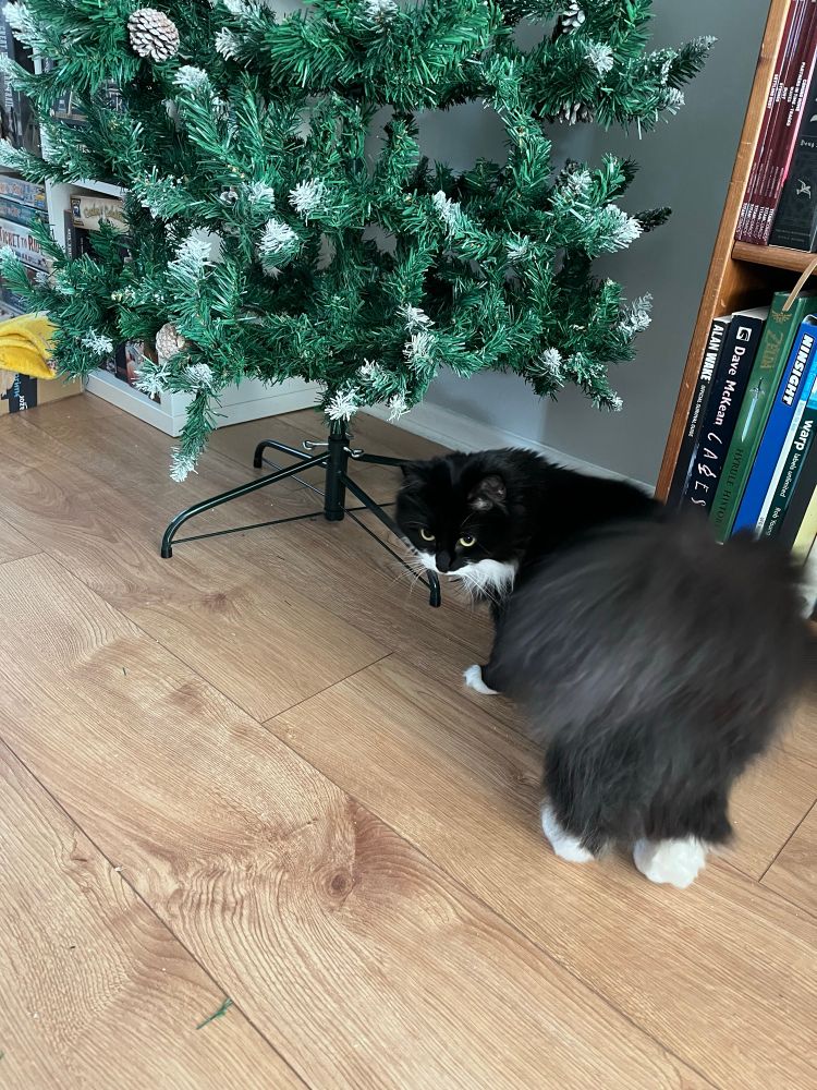 A black and white cat inspects a Christmas tree with a ‘wtf is this’ expression on her face 